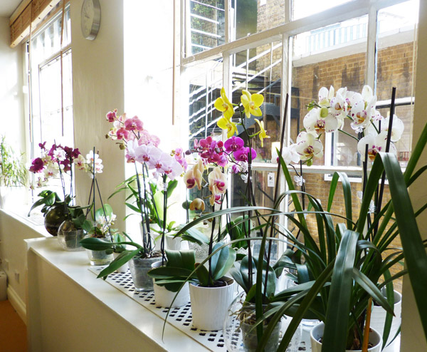 orchids in our Euston conference venue