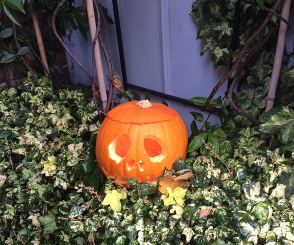 Pumpkin with leaves